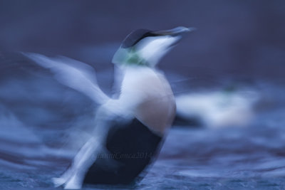 King Eider (m.)