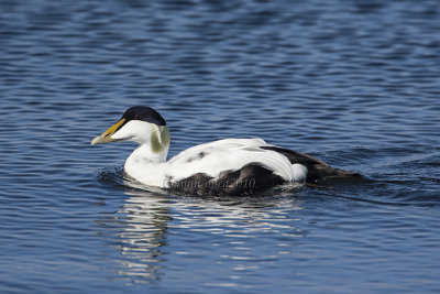 Eider (m.)