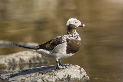 Long-tailed Duck (m. s.)
