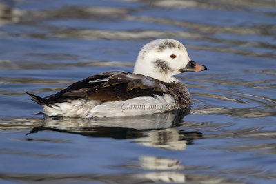 Long-tailed Duck (f. w.)