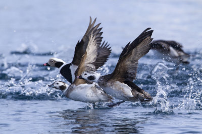 Long-tailed Duck 