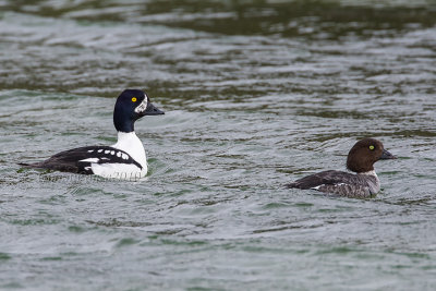 Barrow's Goldeneye (cp.)