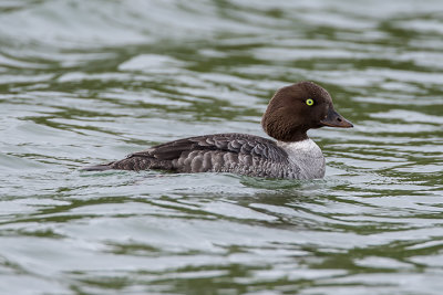 Barrow's Goldeneye (f.)