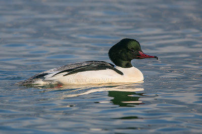 Merganser (m.)