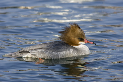 Merganser (f.)