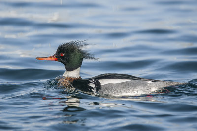 Red-breasted Merganser (m.)