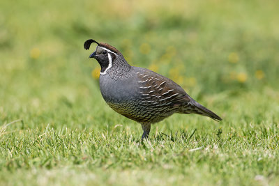 California Quail