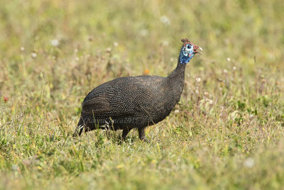 Helmet Guineafowl