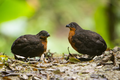 Dark-backed Wood Quail