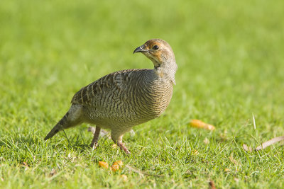 Grey Francolin