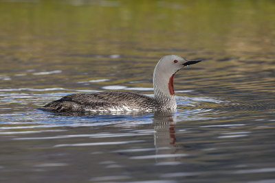 Red-throated Loon