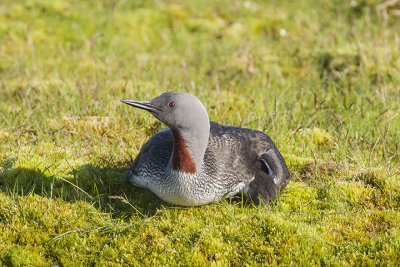 Red-throated Loon