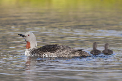 Red-throated Loon