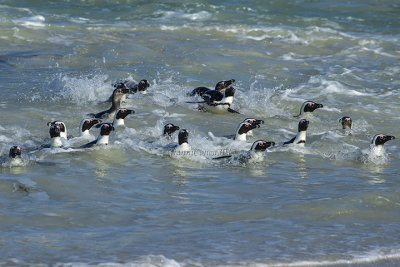 African Penguin