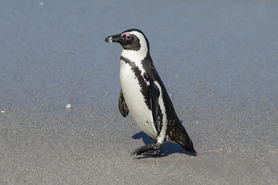 African Penguin