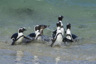 African Penguin