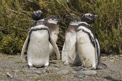 Magellanic Penguin