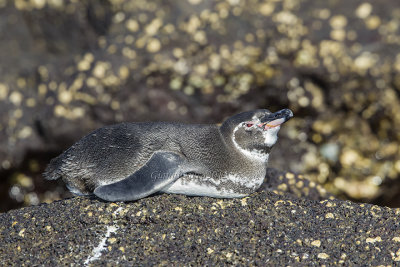 Sfenisciformes