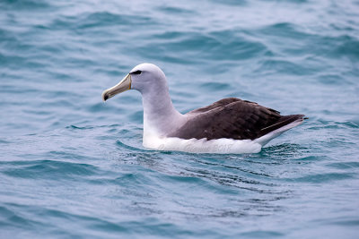 Salvin's Albatross  