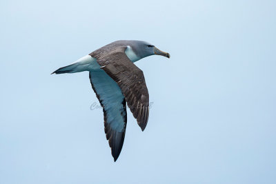 Salvin's Albatross  