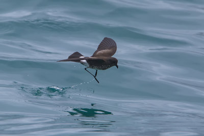 White-vented Storm Petrel
