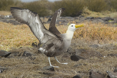 Waved Albatross