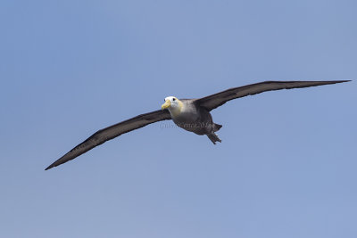 Waved Albatross