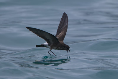 White-vented Storm Petrel