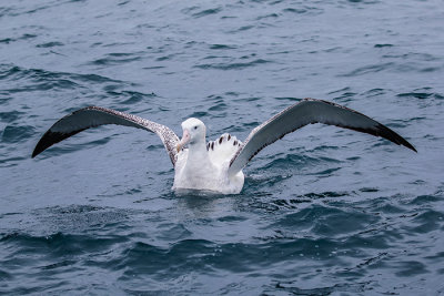 Wandering Albatross  