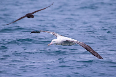 Wandering Albatross  