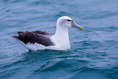 Shy Albatross