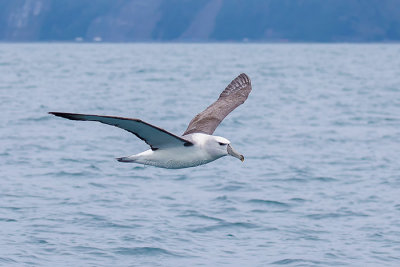 Shy Albatross