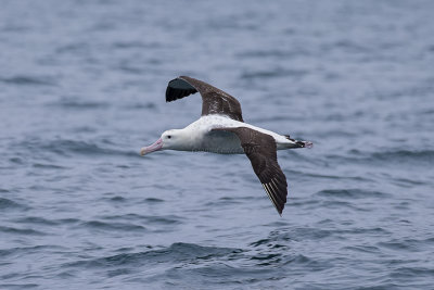 Northern Royal Albatross