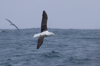 Northern Royal Albatross