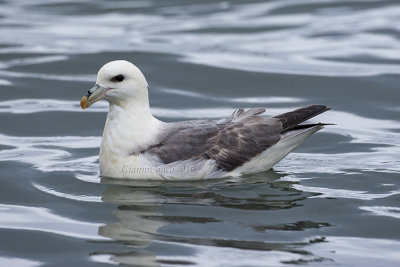 Northern Fulmar  