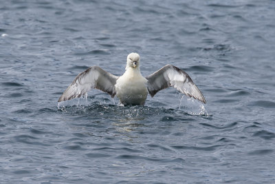 Northern Fulmar  