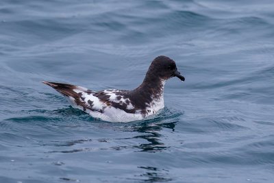 Cape Petrel