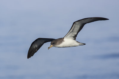 Cory's Shearwater