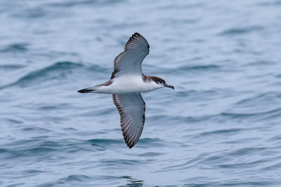 Buller's Shearwater
