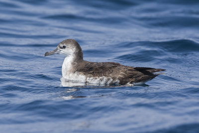 Procellariiformes 2