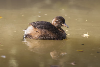 Little Grebe (Juv.) 