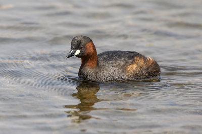 Little Grebe (capensis)