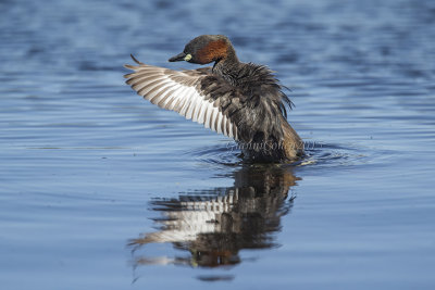 Little Grebe (capensis)