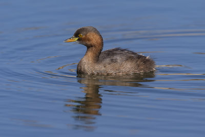 Little Grebe (iraquensis)