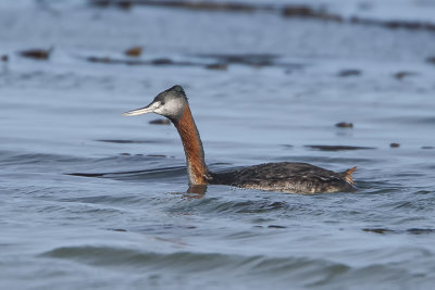 Great Grebe