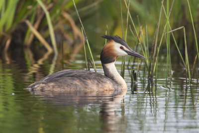 Great Crested Grebe