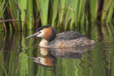 Great Crested Grebe