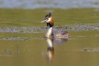 Great Crested Grebe