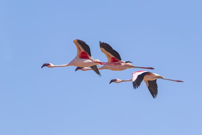Lesser Flamingo