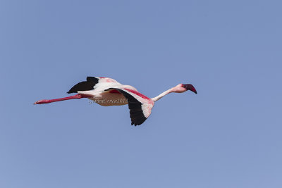 Lesser Flamingo